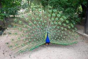 A bright male peacock spreads his beautiful tail like a fan. He walks along the road in the city park. He shows off his bright plumage, bright blue feathers and a crest on his head. photo