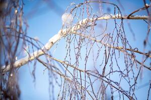 tree branches in winter covered with snow. ice and frost. transparent icicles on the branches. ice covered the fruits of the tree, branches and icicles on a birch close-up, with sunny bokeh photo