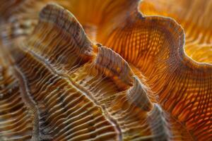 A close up of a mushroom with a lot of wavy lines photo