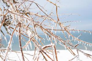tree branches covered with transparent ice and icicles. the whole earth around is covered with snow. the blue sea is visible on the horizon photo