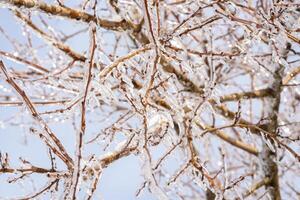 tree branches covered with transparent ice and icicles. branches against the background of a blue transparent sky. the branch and ice look like crystal photo