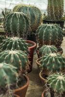 two rows of cacti of different sizes in pots. cacti of the same species and different sizes from small to large stand in two rows. They have large hard spines. photo