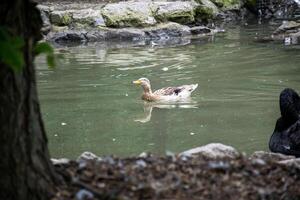 gray duck swims in the middle of the pond. general plan of the pond. duck swims on the water photo