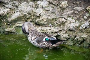 dark gray duck swims in the lake. one duck close-up, duck cleans feathers photo