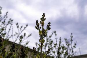 lilac branches in early spring with buds and leaves against the sky. buds began to swell. young tree against the clouds photo