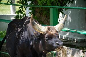 a huge black buffalo with big horns eats grass. the horns are grey, he chews hay. he stands in the sun on a sunny day and looks at the camera. the animal's face is close-up photo