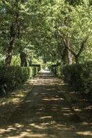 a walking path among trees in a park. The path is lined with trimmed bushes and tall green trees. The trees form an arch and provide shade on a sunny day. photo