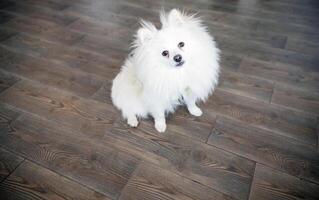 A white cute dog, a Spitz breed, sits on the floor and looks at the camera. The dog is clean, fluffy, sits on a dark floor. The floor is made of tiles, with a wood texture. A dog sitting photo