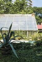 In the background is a tall glass greenhouse for plants, in the foreground grows a huge agave. The greenhouse is illuminated by the sun and has a triangular shape. The agave grows in open ground. photo