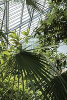 tropical garden with palm trees and greenhouse roof. palm tree leaves in the form of a fan in the foreground. variety of palm trees. vertical photo
