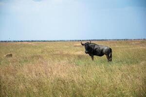blue wildebeest standing in an open field among grass. the grass is yellow and dry photo