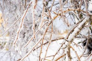 tree branches covered with transparent ice and icicles. the whole ground around is covered with snow photo