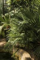 tropical garden with palm trees and concrete water tank. palm tree leaves in the form of a fan. variety of palm trees. vertical photo. A palm tree. High quality photo. photo