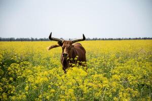 A huge dark brown buffalo with big curved horns is grazing in a field. A huge blooming field with yellow flowers. A soft blue sky. The buffalo is looking at the camera and there are flowers. photo