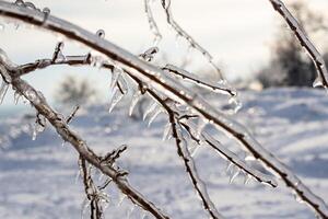 tree branches covered with transparent ice and icicles. the whole ground around is covered with snow. photo