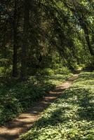 a path for walking in the park. The sun casts a shadow on the ground. Tall trees grow around. Ivy spreads along the ground. photo