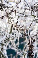 tree branches covered with snow in winter. ice and frost. transparent icicles on the branches. ice covered the tree fruits photo