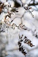tree branches covered with snow in winter. ice and frost. transparent icicles on the branches. ice covered the tree fruits. icicles close-up photo