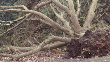 old tree has fallen in the park, uprooted by a fierce storm. The consequences of strong winds photo