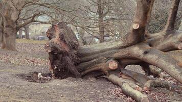 A large old tree has fallen in the park, uprooted by a fierce storm. The consequences of strong winds photo