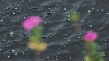 Raindrops on the water video