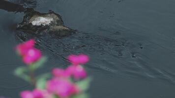 A bird is sitting on top of a rock in the water video