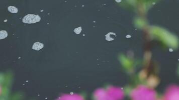 A close up of bubbles floating in water video