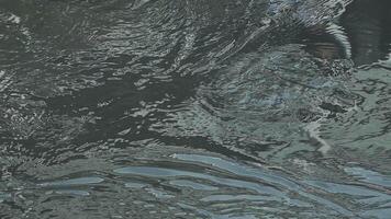 A close up of a bird flying through the water video