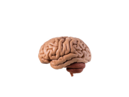 Anatomical depiction showcasing the complex structure of human brain in intricate details png