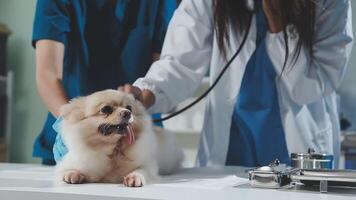 A woman is examining a dog with a stethoscope video