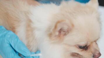 A small dog being examined by a vet video