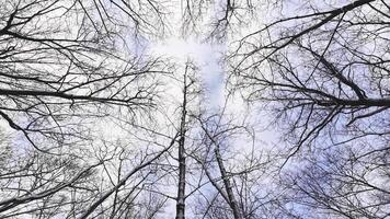 The view from the ground up through the trees video