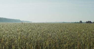 Golden wheat field on a summer sunny day. Tall ears of wheat stir in the wind. There are no people in the . 4k , red komodo video