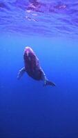 Close-up view of a whale shark swimming to the surface video