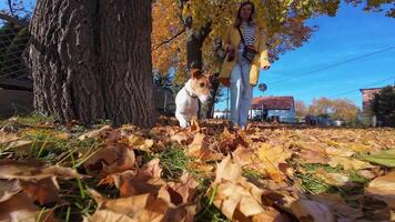 Small Jack Russell terrier running on fallen leaves in autumn park during walk with its owner. Female dog walker walks with dog in sunny day. Cute pet at morning walking video