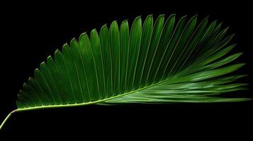 background palm leaf isolated photo
