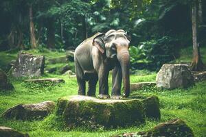 Majestic Asian elephant standing in a park in Thailand, captured in vintage style with soft focus for a nostalgic atmosphere photo
