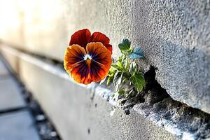 A vibrant pansy flower stands out against the rustic texture of an old brick wall, creating a striking contrast between nature and the urban environment. photo