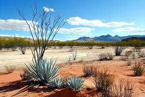 Resilient Aloe Vera plant thriving in the dry and harsh environment of the Namib Desert in Namibia photo