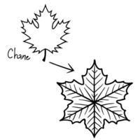 Floating Leaf and Snowflake with Changing Seasons Text concept as A leaf and snowflake floating together in mid air with Changing Seasons text subtly included at the bottom The el Cleans vector