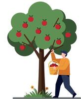 Man harvesting apples from a tree in flat illustration vector