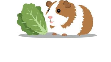 Cute guinea pig enjoying fresh lettuce in flat art vector
