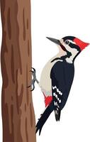 Woodpecker climbing a tree trunk in flat design art vector