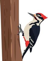 Woodpecker perched on tree trunk in flat and colorful design style art vector