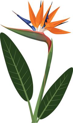 Vibrant bird of paradise flower illustration in flat design style showcasing vivid colors and natural shapes in art