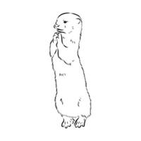 Asian otter black and white sketch vector