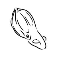 Deep sea infernal squid vampire sketch vector