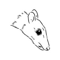 maly olenek mouse deer sketch vector