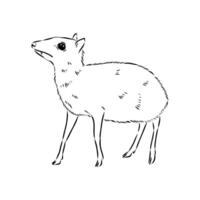 mouse deer sketch vector
