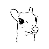 Maly olenek mouse deer drawing vector